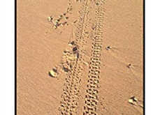 Marks in the Sand - an autobiography