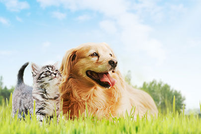 ペットサロンボストンユニ