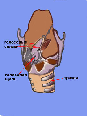 гортань-1.jpg