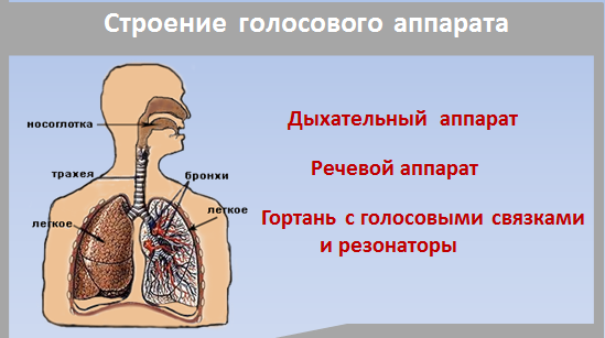 строение-голосового-аппарата.png