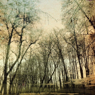 Herbstkahl . 
Unterwasser-Fotografie . 2020