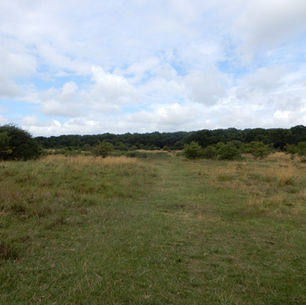 Chingford Plains in Epping Forest