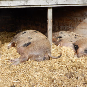 Kentish Town City Farm
