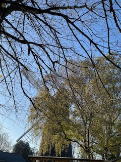 A surprsing sight in Brixton