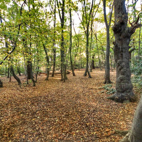 Ainslie Wood and Larks Wood