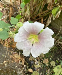 Hollyhocks
