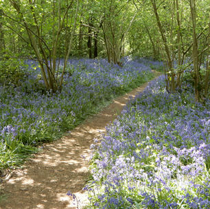 Bluebells