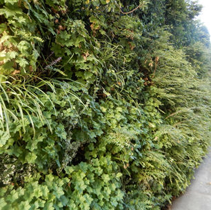 Camley Street Natural Park