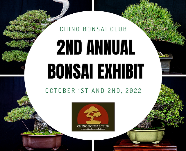 salix bonsai Boyd's Willow