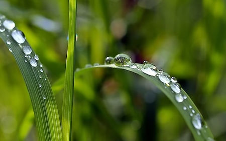 L'homme ! Ses jours sont comme l'herbe*