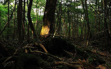 La forêt d’Aokigahara*
青木ヶ原 (樹海 Jukai, mer d’arbres)