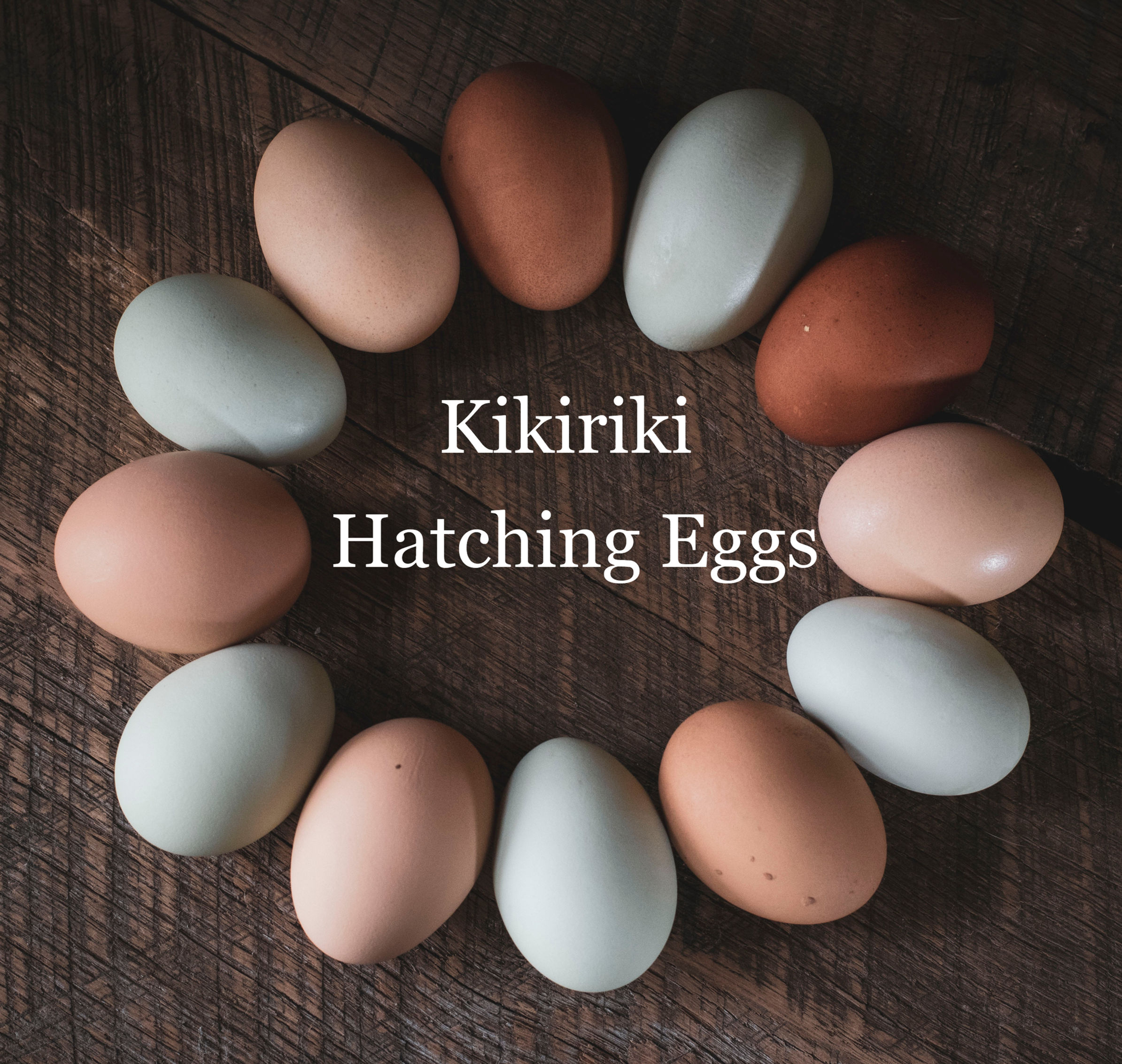 Kikiriki Hatching Eggs
