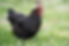 Thumbnail: Black/Blue Copper Marans (French Variety)