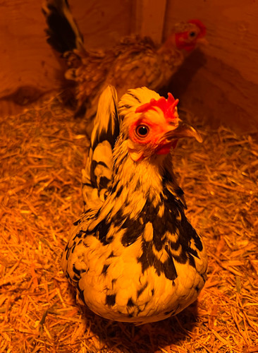 Kikirikis | Humblebee Hatchery