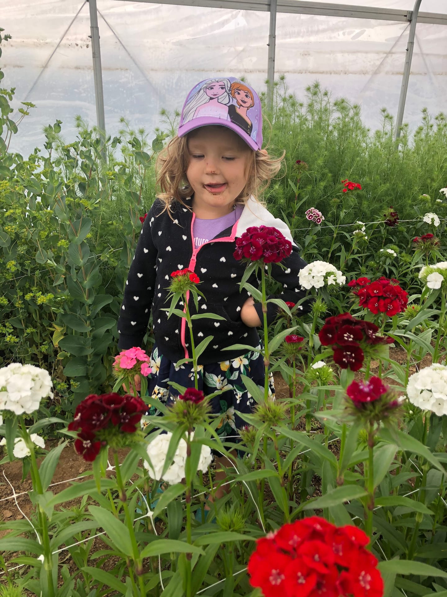 Cut Your Own Bouquet of Flowers (1) Strawflower Farm