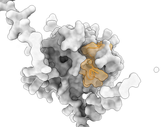 protein_LAL.tif