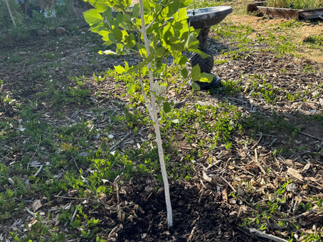Protecting Fruit trees IV Organic 3-in-1 plant guard