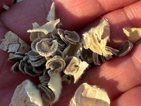 Seeding Success with Hollyhocks!