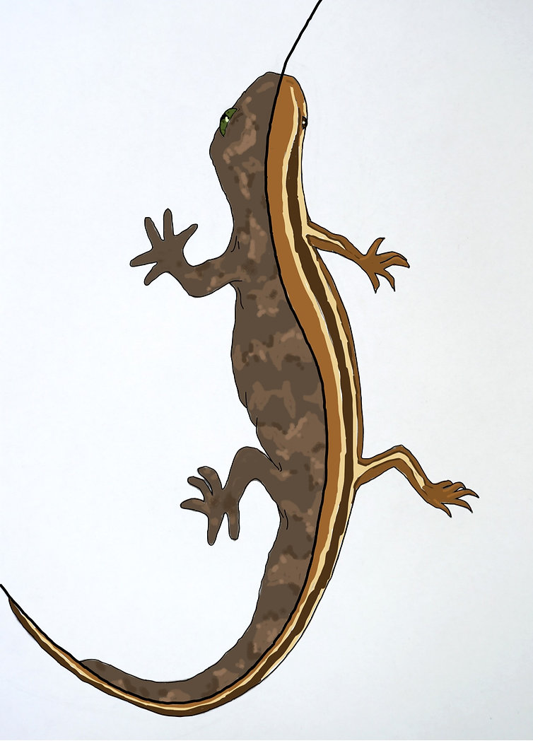 outlined lizards.jpeg