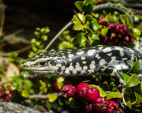 Otago skink, western copy.jpg