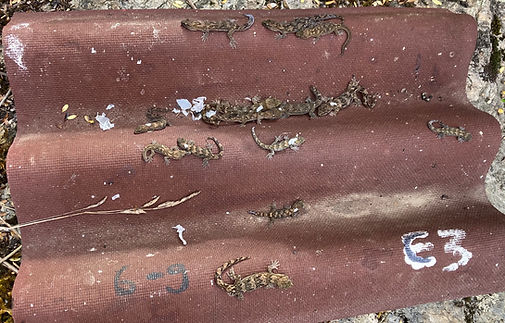 How many geckos_ copy.jpg