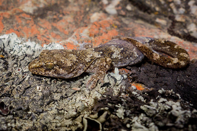 Schist gecko, Alexandra copy.jpg