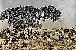 investigator_tree_sandrock.jpg