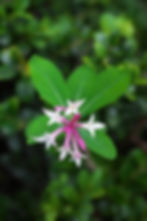 屋久島の植物シャクナンガンピ