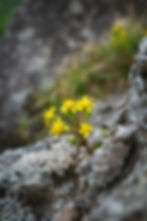 屋久島の植物イッスンキンカ