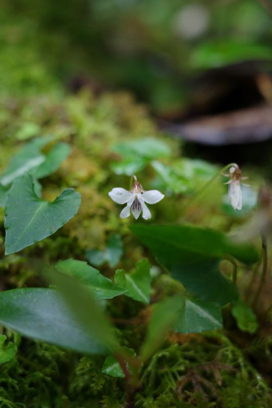 ヤクシマミヤマスミレ