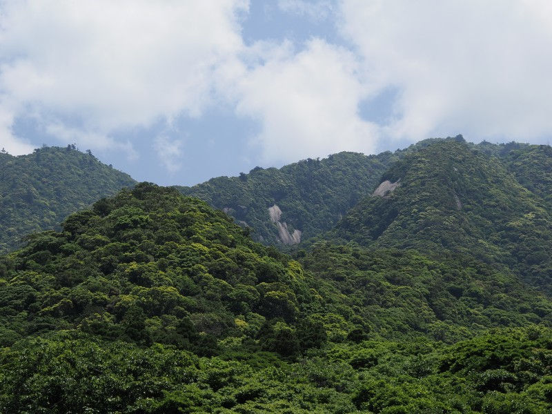 屋久島世界自然遺産の森をあるくアニマルウォチングガイドツアー