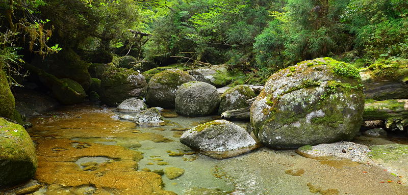 ヤクスギランドエコツアー 屋久杉 屋久島ガイドとエコツアーの屋久島自然学校 屋久島町