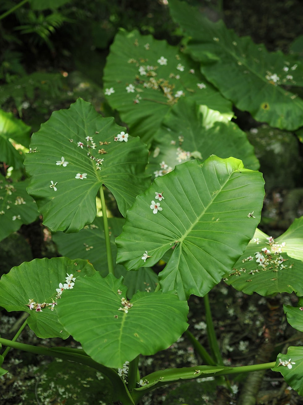 屋久島植物アブラギリ