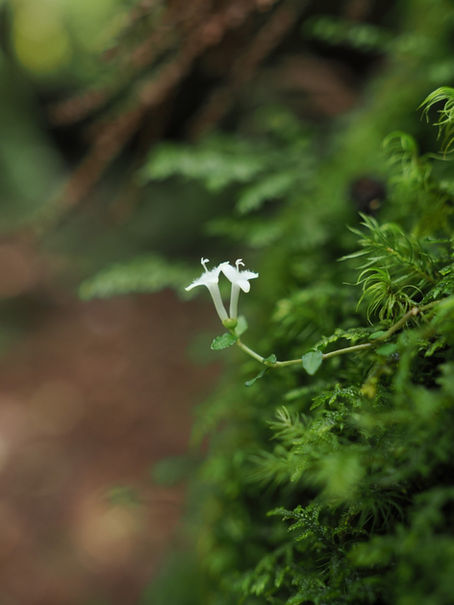 2026年6月「屋久杉を手軽に楽しめるヤクスギランドで花や小さな生き物を愛でる」