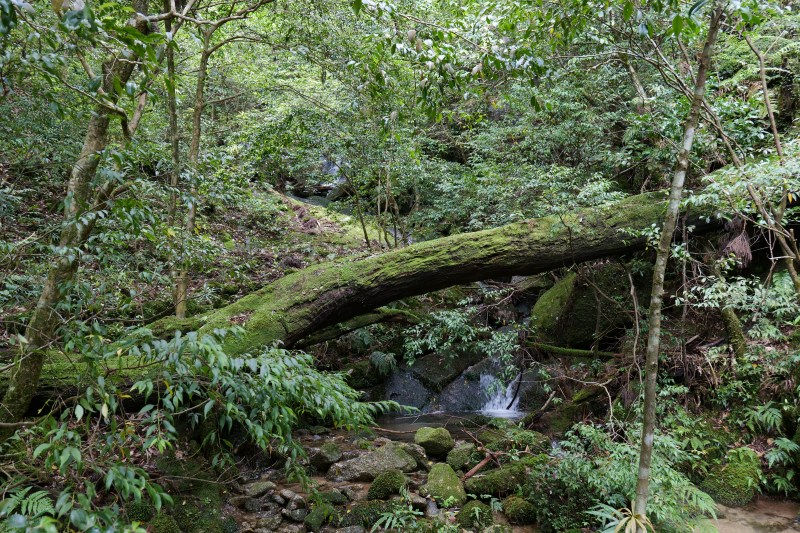 屋久島白谷雲水峡苔むした風景