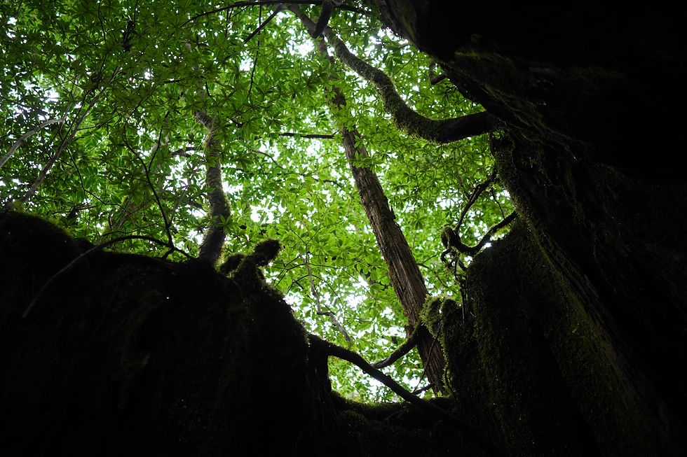 名もなき屋久杉の切り株。こちらも中に入ることができてとても大きいです。