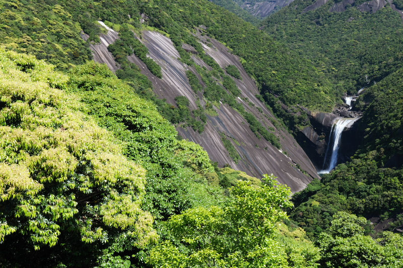 2026年5月に屋久島で見られた草花や景色をご紹介!|屋久島風景写真