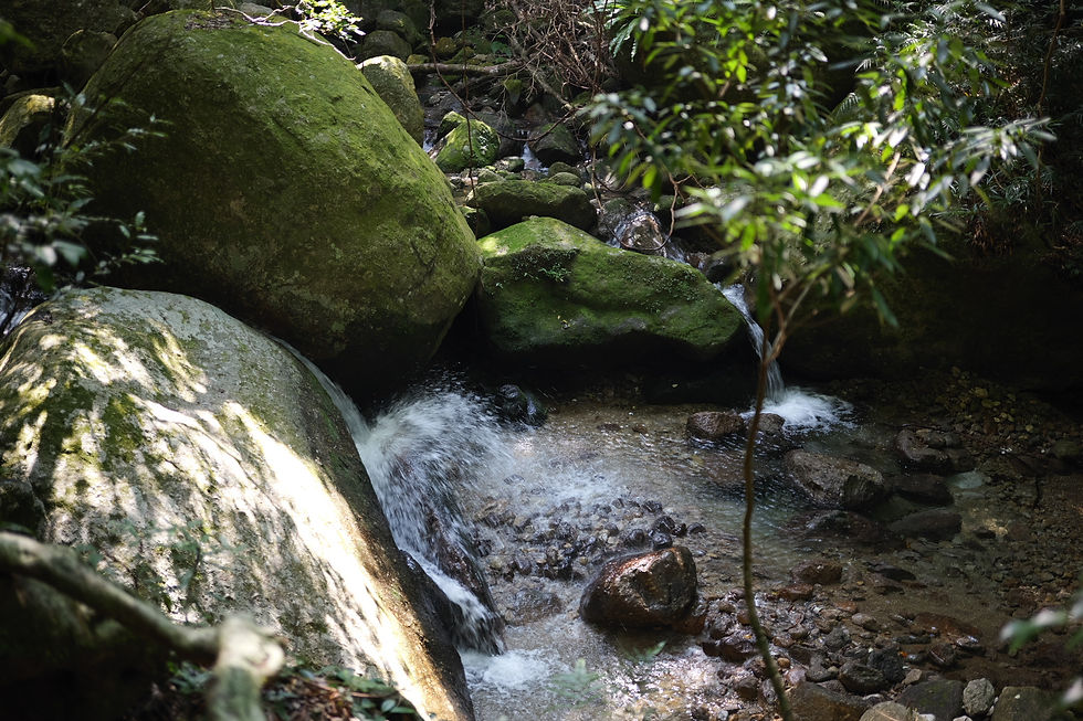 屋久島世界自然遺産の森