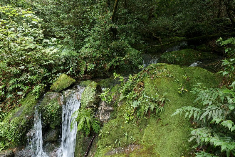 屋久島白谷雲水峡苔むした風景