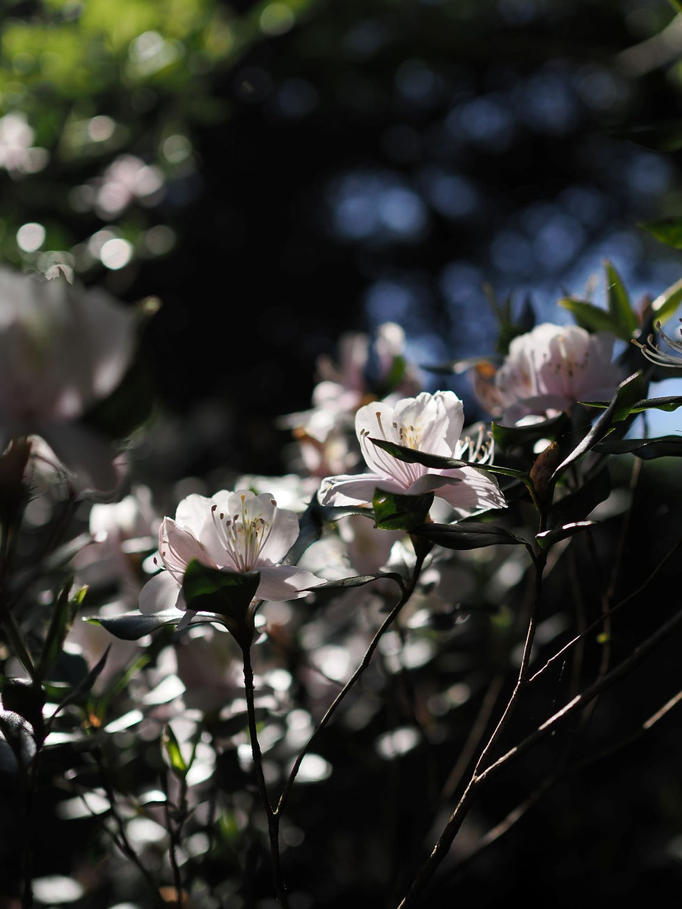 屋久島を代表する花のひとつ「サクラツツジ」