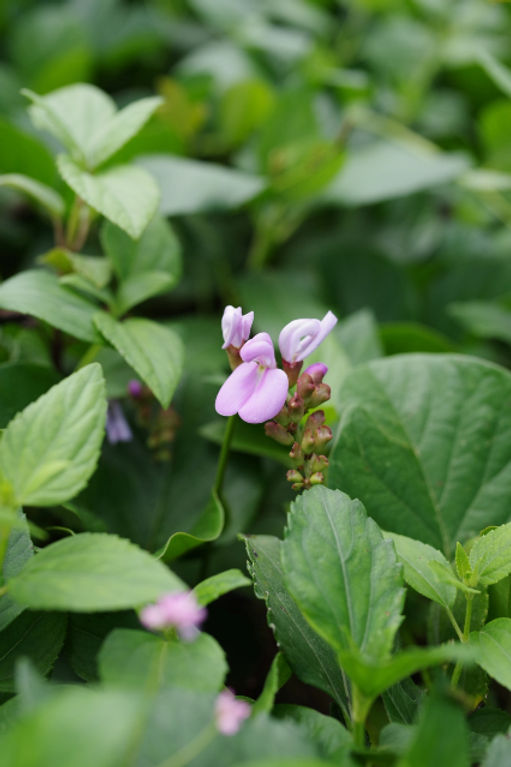 屋久島の植物ハマナタマメ