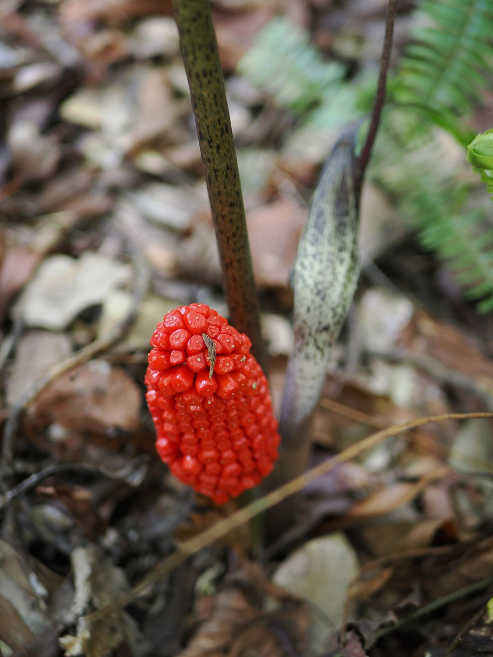 屋久島ナンゴクウラシマソウ
