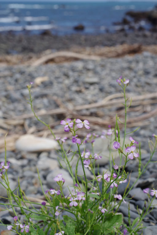 屋久島の植物ハマダイコン