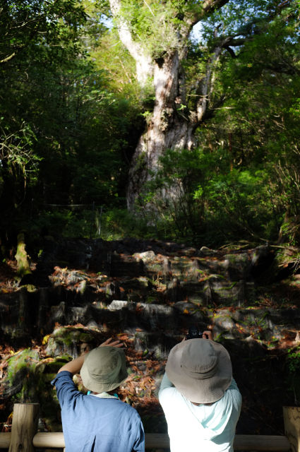 屋久島縄文杉