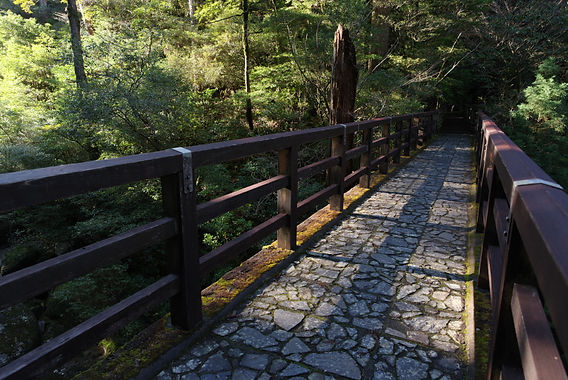 巨木が立ち並ぶ屋久杉の森をPENTAX K-1とD FA 24-70mmF2.8レンズで