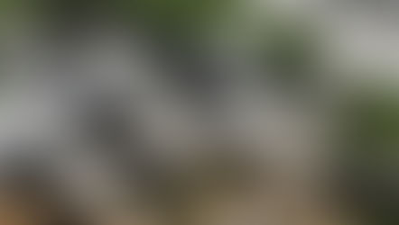 屋久島世界自然遺産の森あるきガイドツアー