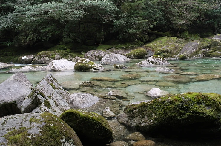 屋久島ヤクスギランドガイドツアー風景