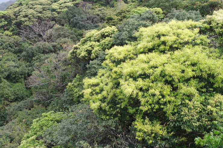 屋久島の新緑、照葉樹林