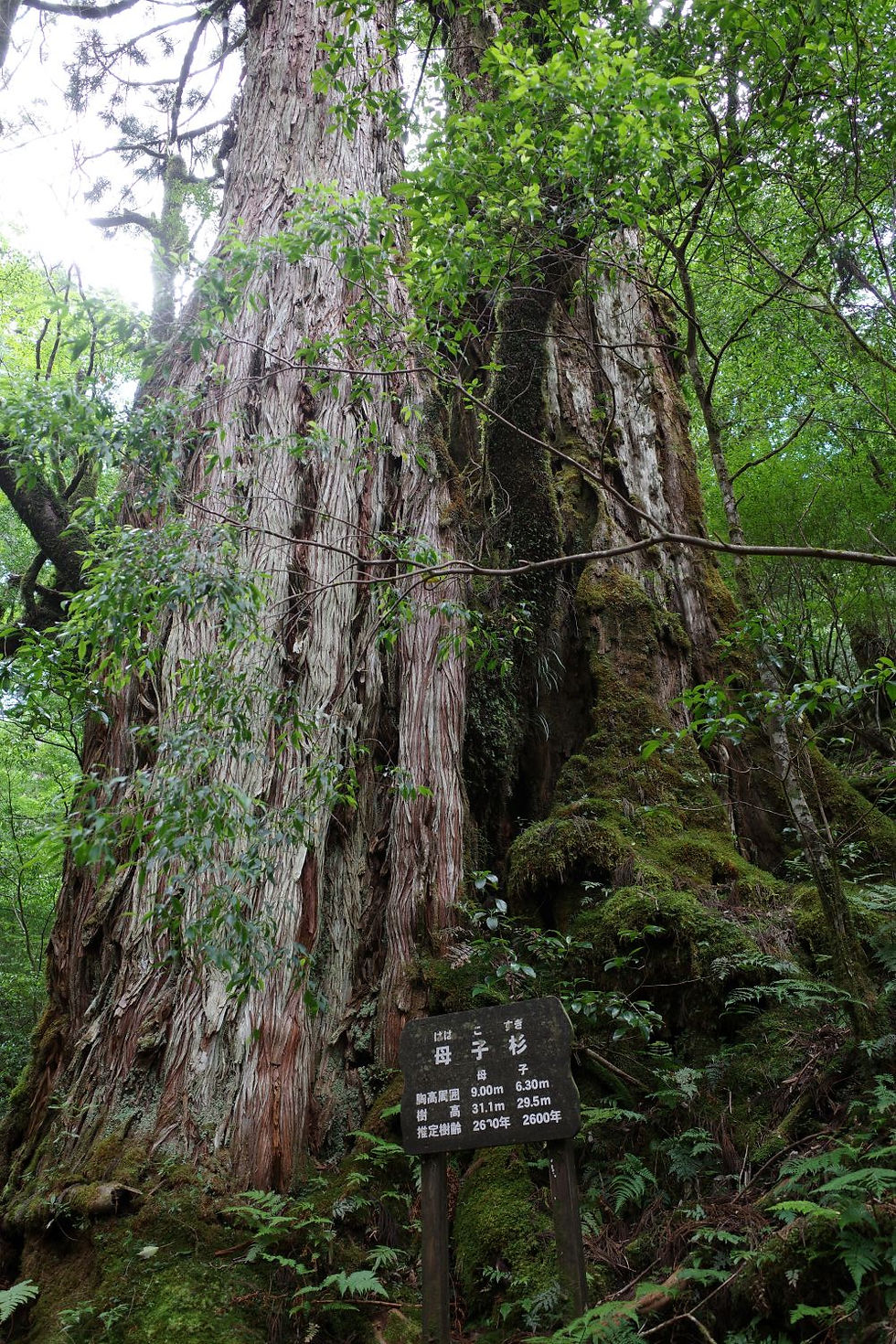 屋久島屋久杉母子杉