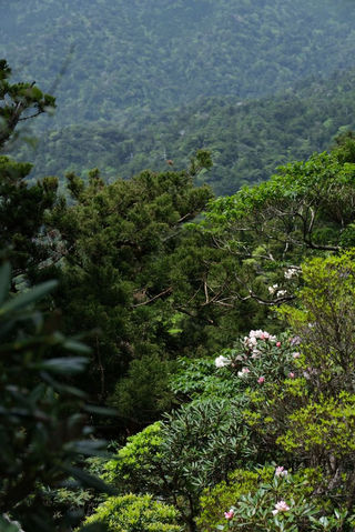 ヤクシマシャクナゲを堪能してきた 屋久島の名峰 太忠岳 トレッキング